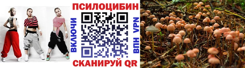 Купить  Сосновка  Псилоцибиновые грибы мицелий 